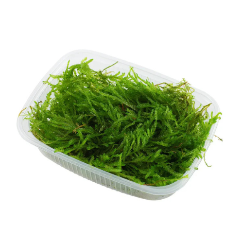Weeping Moss