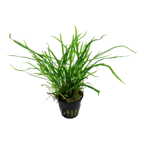 Microsorum Pteropus Trident 5cm