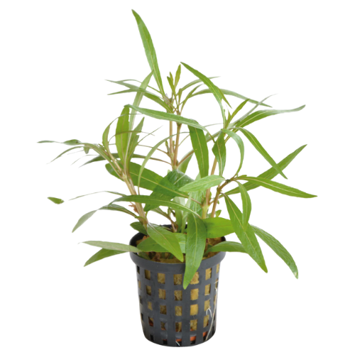 Hygrophila Lancea 5cm pot