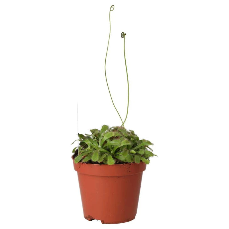 ProRep Live Plant. Alice Sundew (Small) (Drosera alicaie)