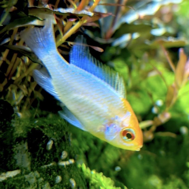 Blue Red Head Ram