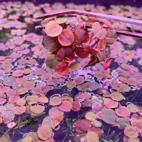 Red Root Floaters - Phyllanthus Fluitans