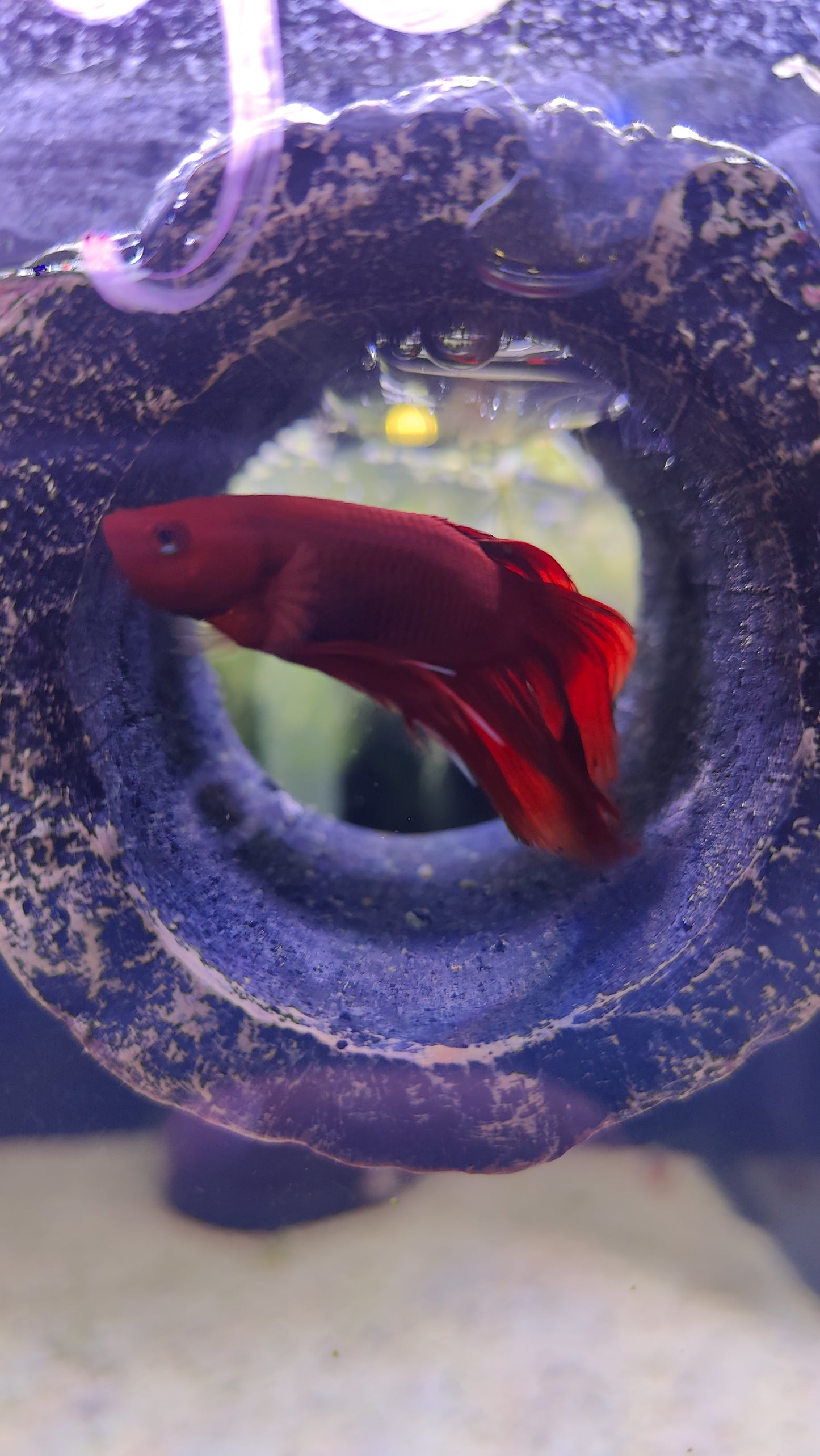Pongo - Male Betta