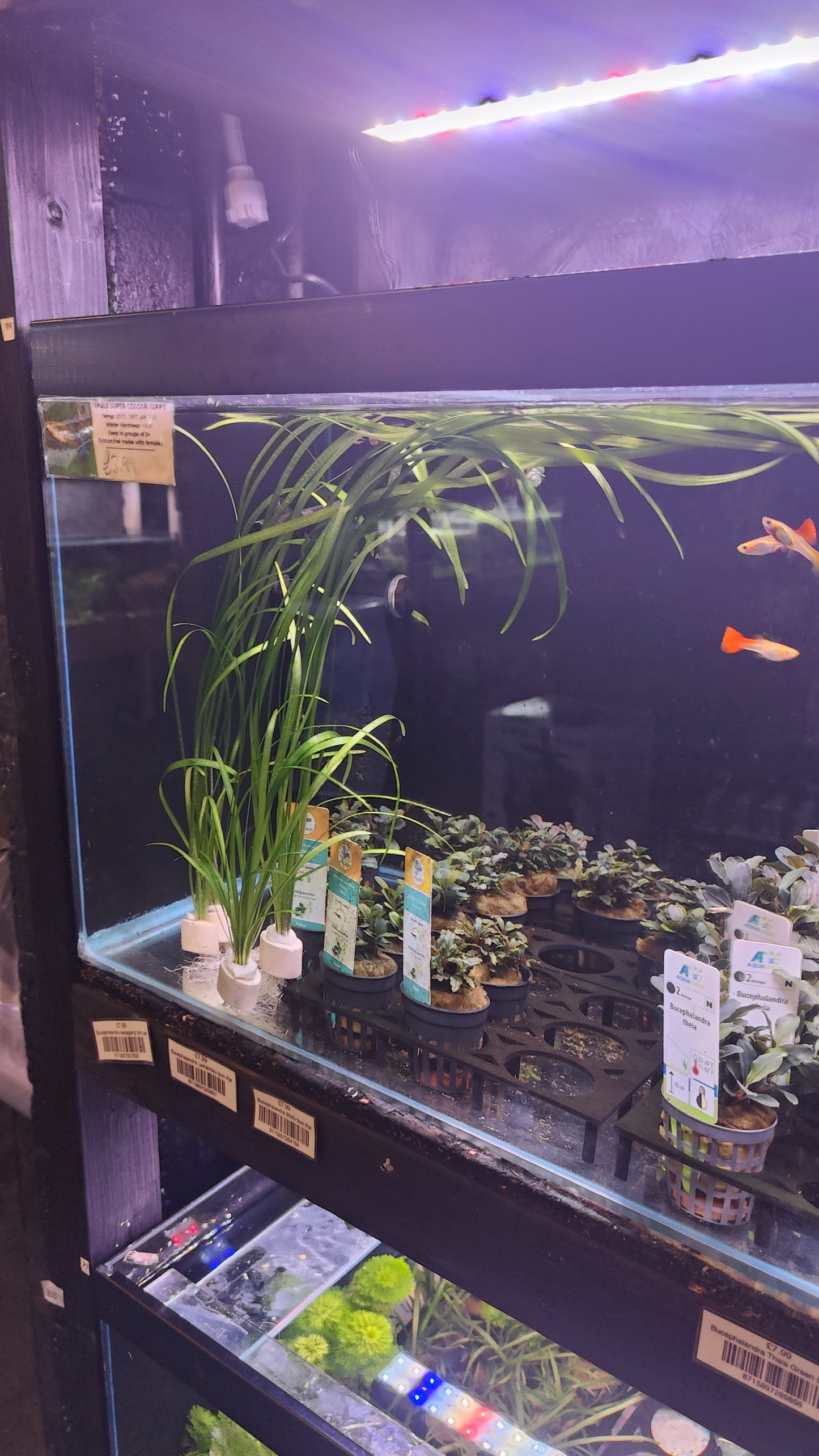 XL Sagittaria Bunch