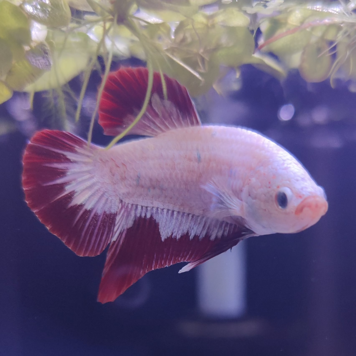 Casper -Male Betta