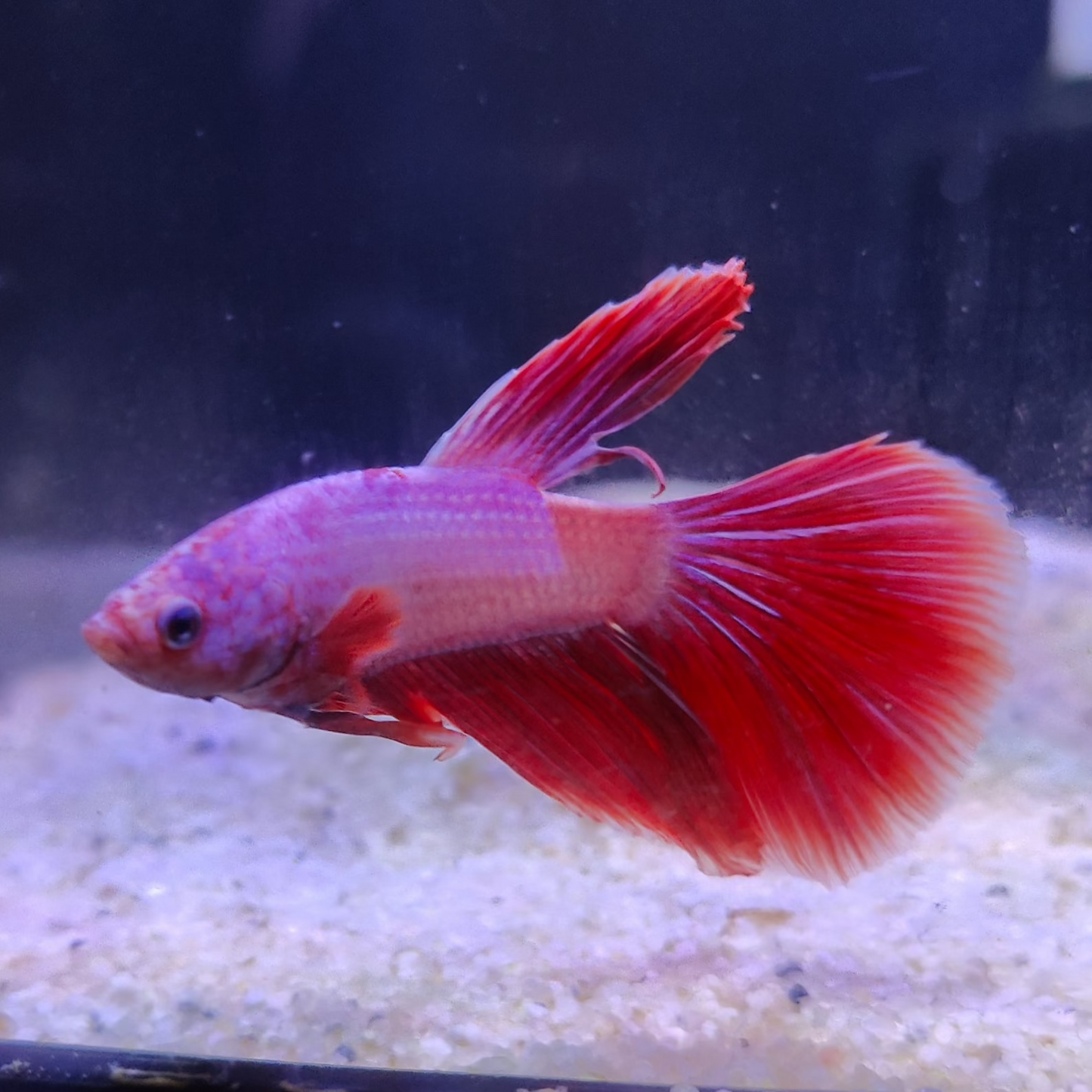 Jelly - Super Delta Male Betta