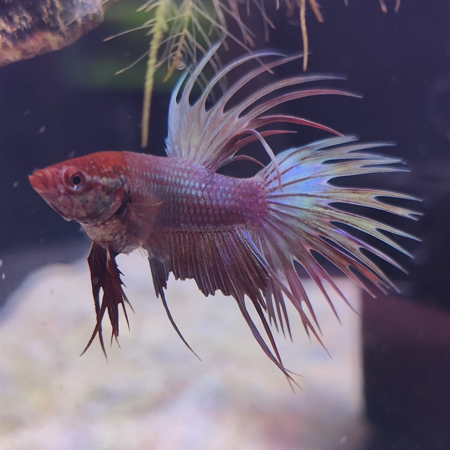 Taco - Crowntail Male Betta