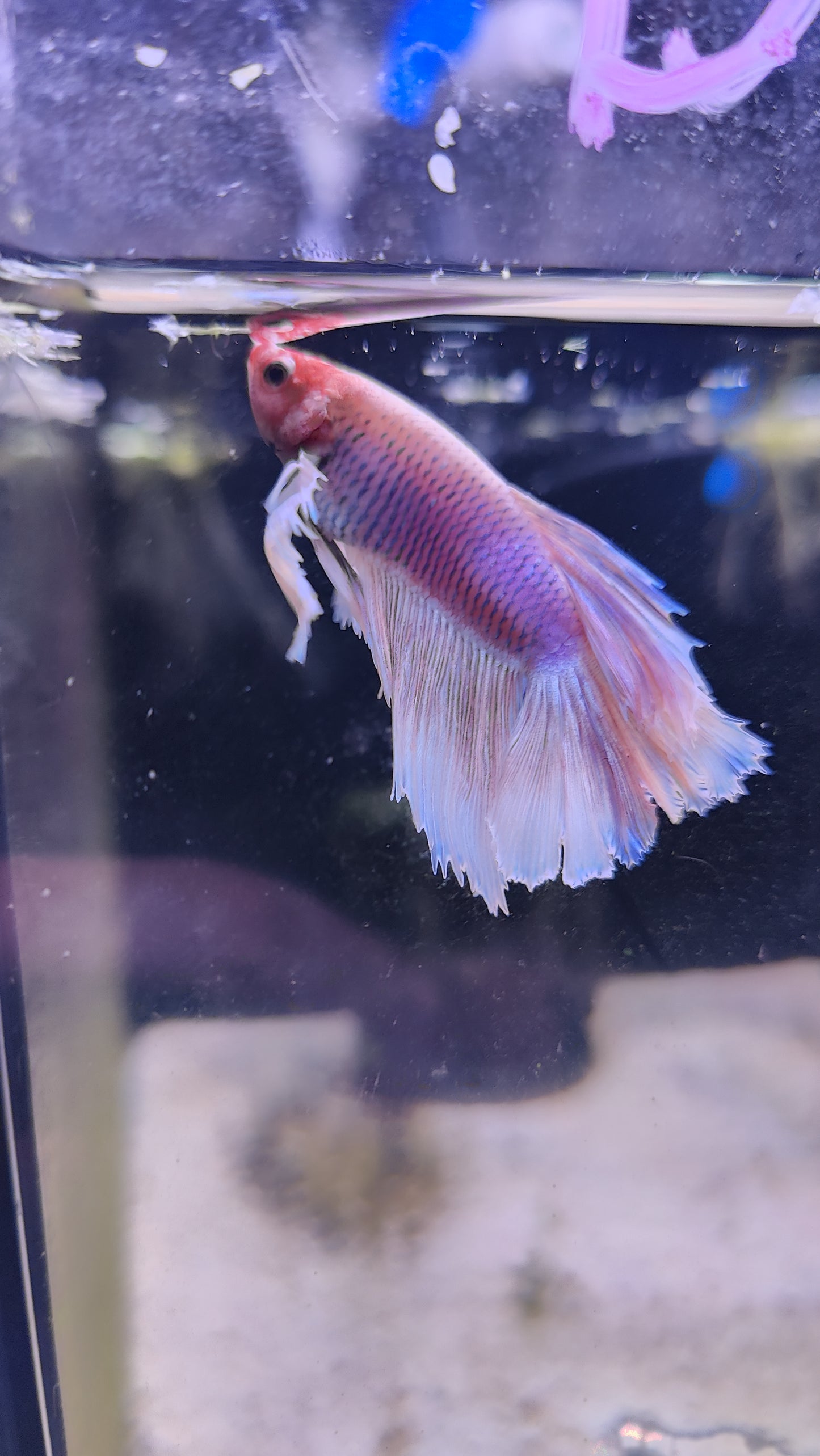 Duke - Male Betta