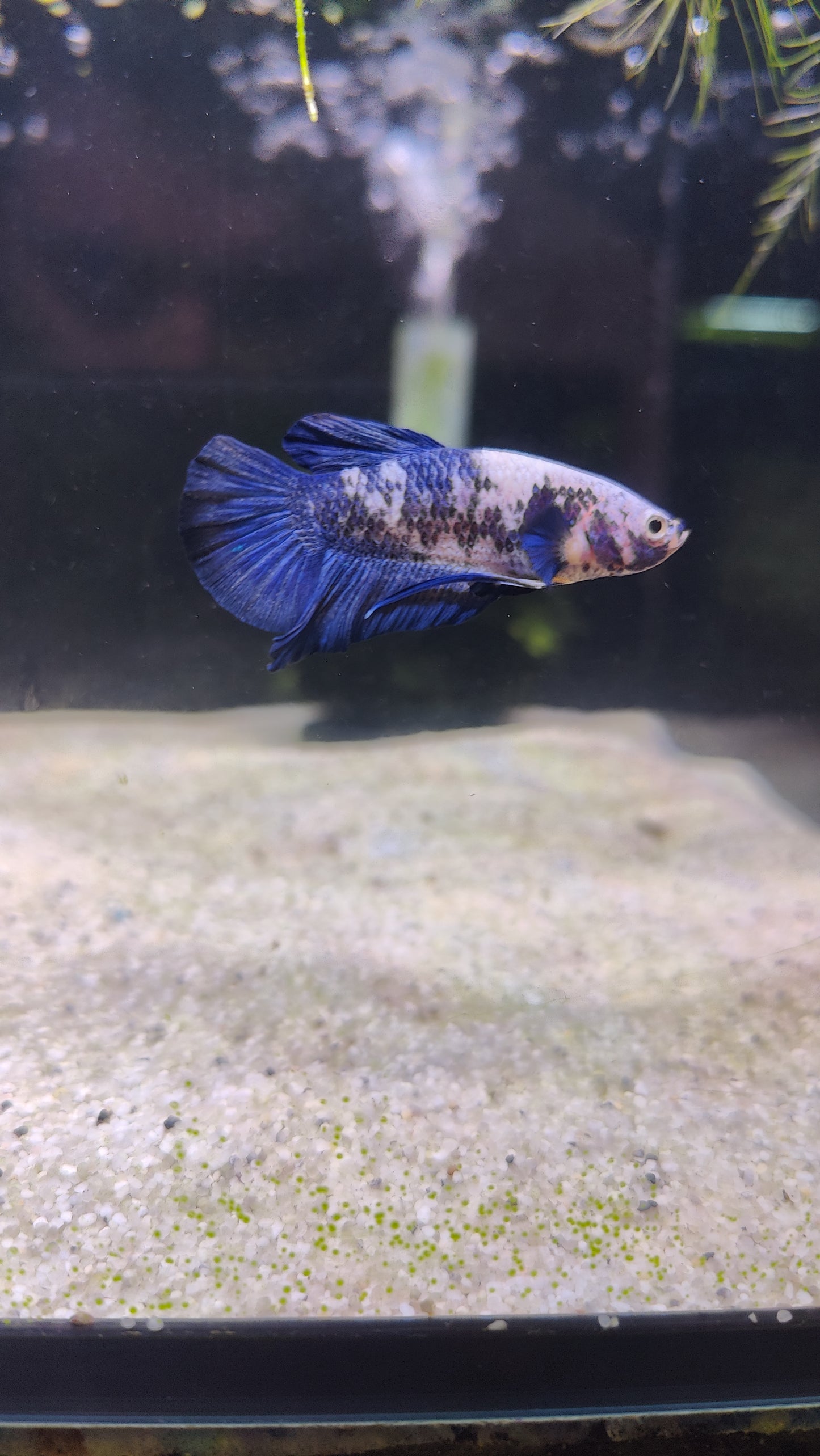 Milo - Male Betta