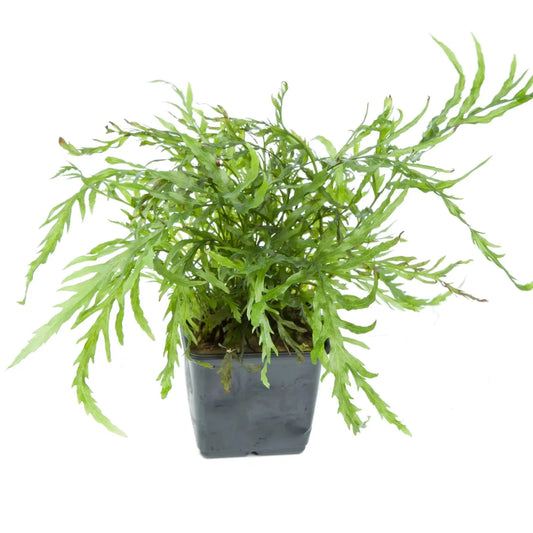 Bolbitis Heudelotii 14cm pot (Mother Plant)