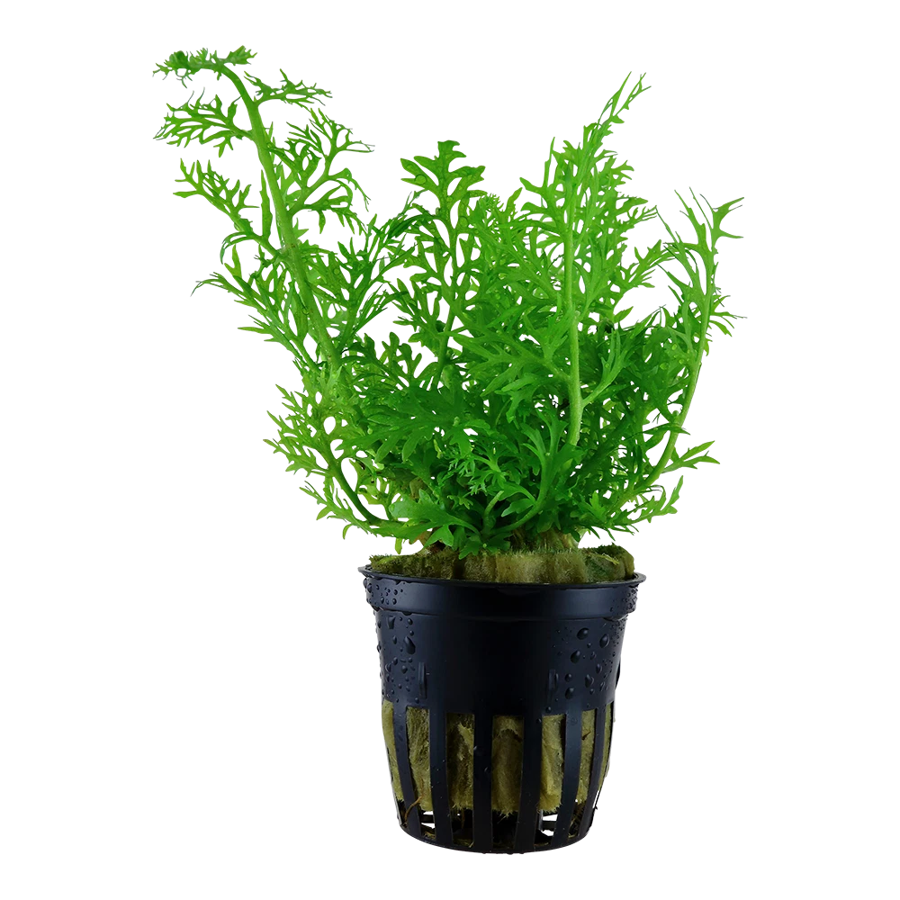 Ceratopteris Cornuta 5cm pot