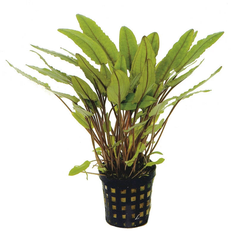 Cryptocoryne Undulates 5cm Pot