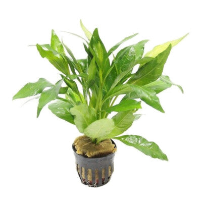Justica Gendarusa 5cm Pot