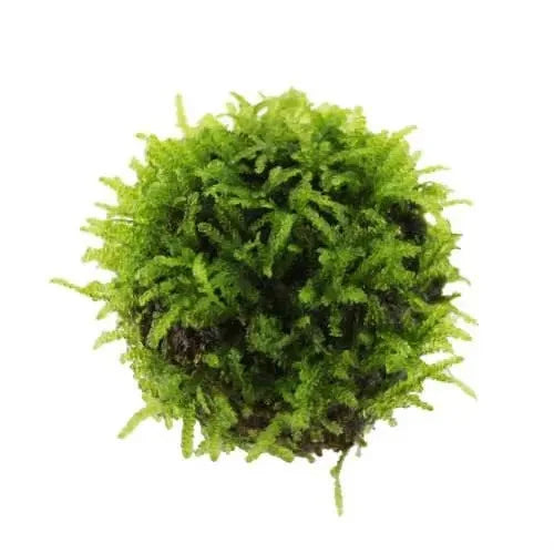 Floating Ball With Javamoss