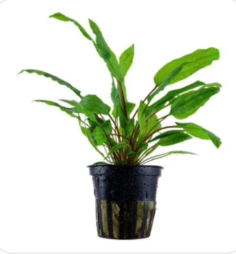Cryptocoryne Wendtii Green Gecko 5cm Pot