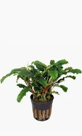 Bucephalandra Sintang
