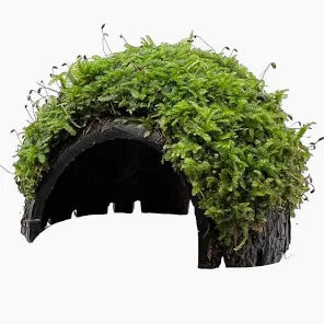 One Hole Coconut with Java Moss