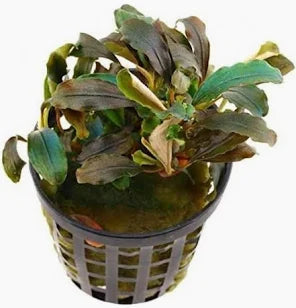 Bucephalandra Theia Red 5cm Pot