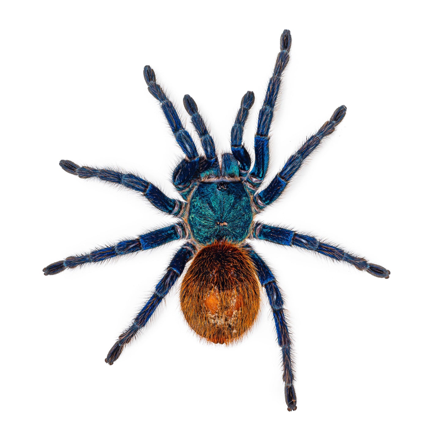 Greenbottle Blue Tarantula