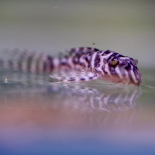 King Tiger Pleco