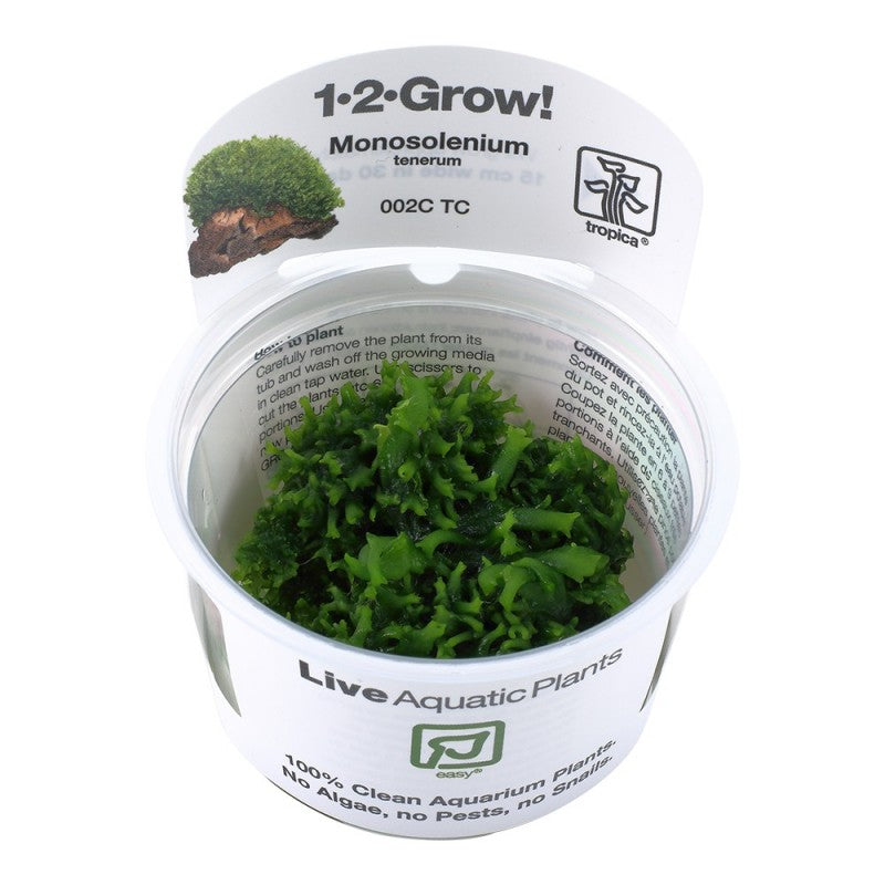 Pelia Moss - Monosolenium tenerum - Tropica 1-2 Grow