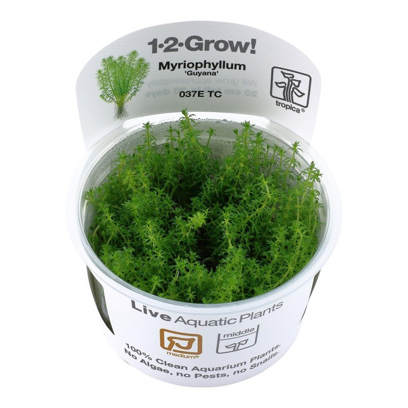 Myriophyllum 'Guyana' Tropica 1-2 Grow
