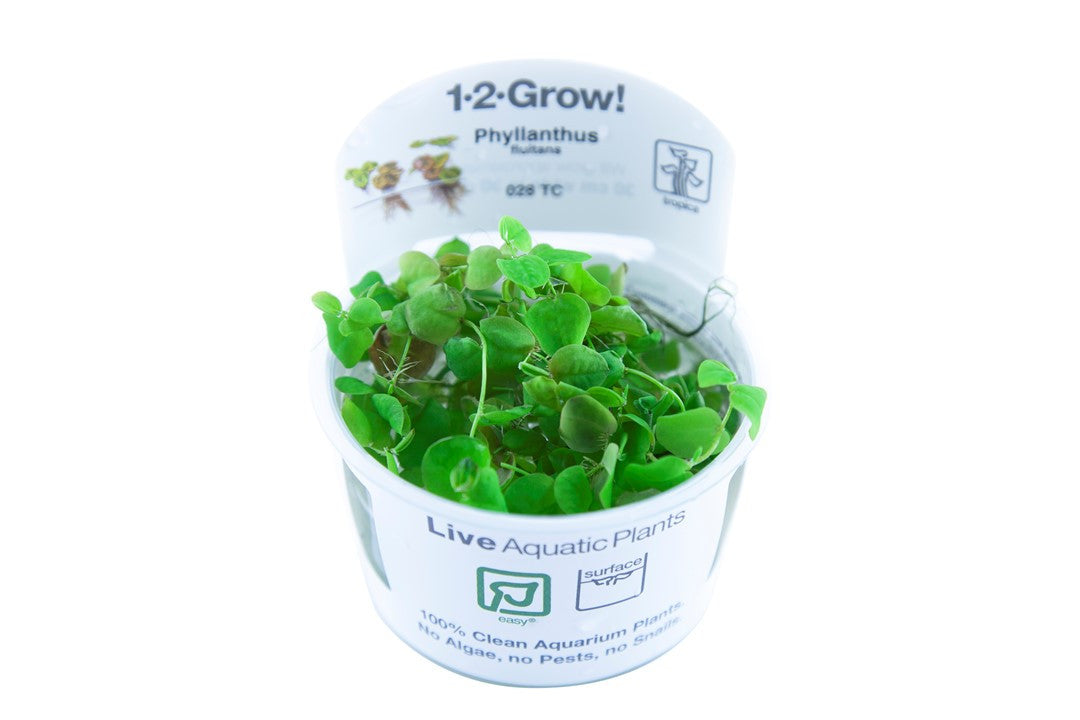 Phyllanthus Fluitans - Tropica 1-2-Grow