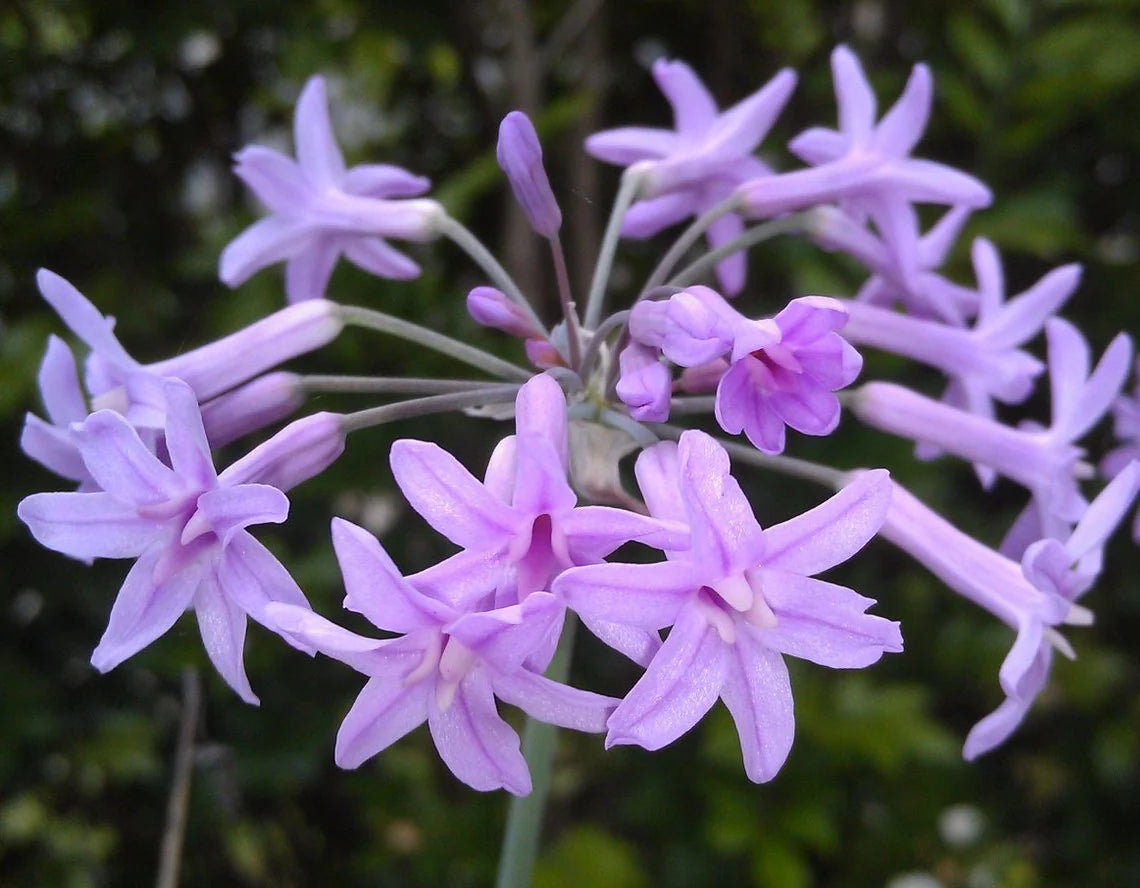 Tulbaghia Violacea - (Society Garlic) 1ltr
