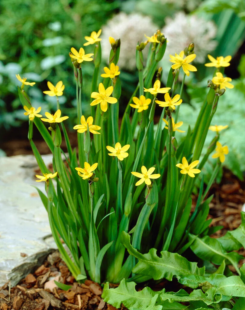Sisyrinchium Californicum - (Yellow eyed grass) 1ltr