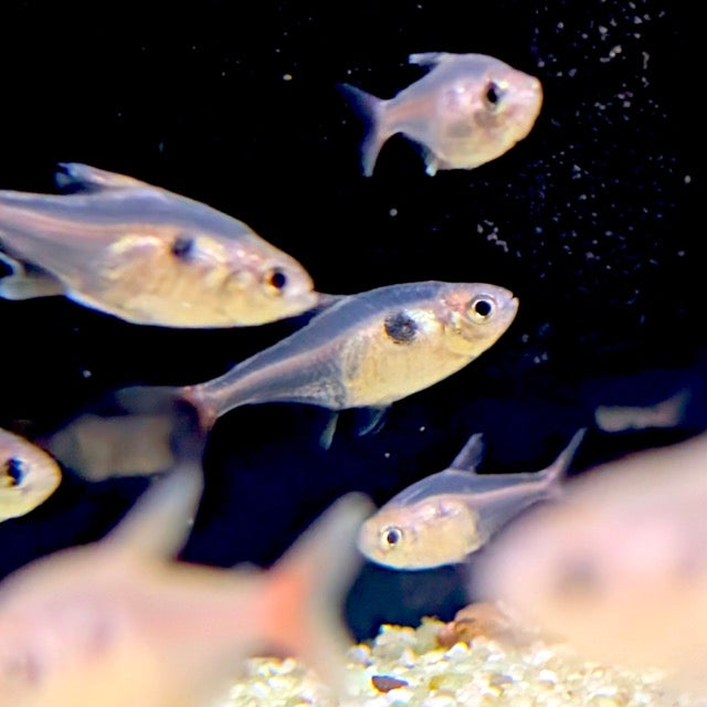 Yellow Phantom Tetra