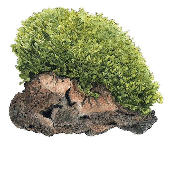 Monosolenium Tenerum - Tropica 1-2 Grow