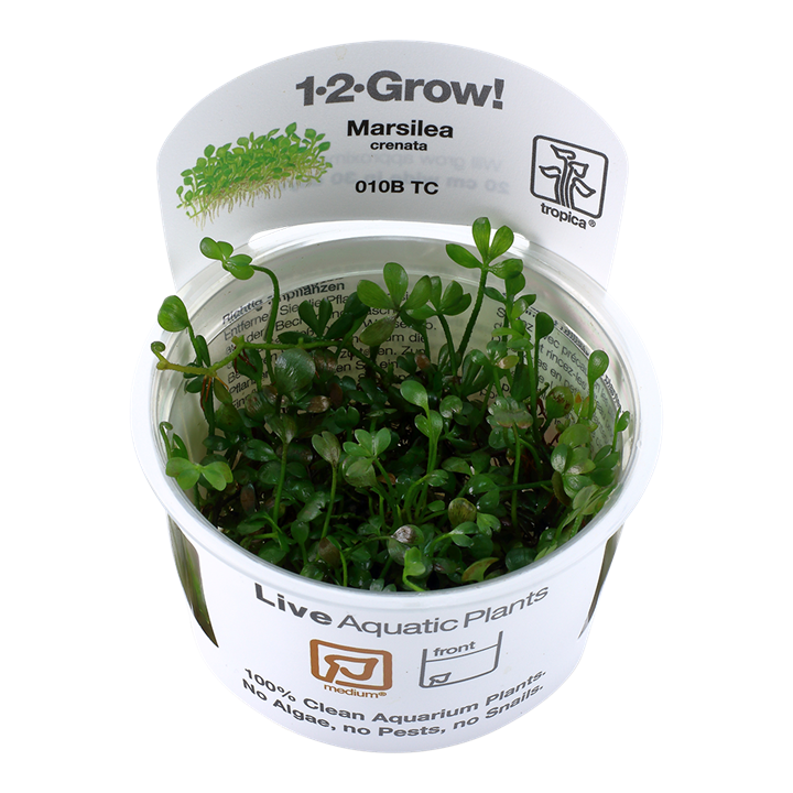 Marsilea Crenata - Tropica 1-2 Grow