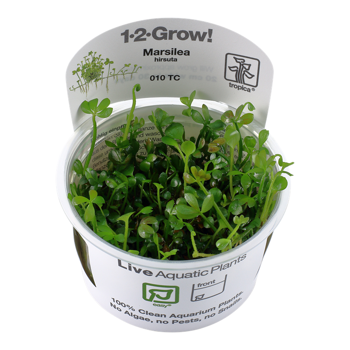 Marsilea Hirsuta - Tropica 1-2 Grow