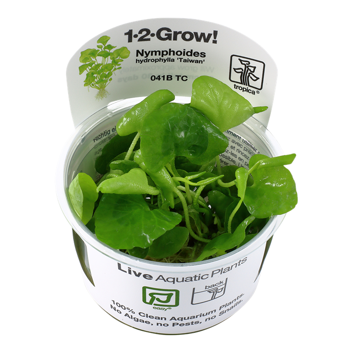 Nymphoides Hydrophylla 'Taiwan' - Tropica 1-2 Grow