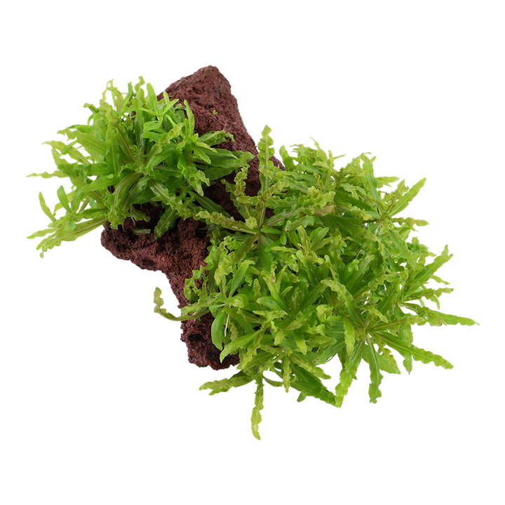 Pogostemon Helferi - Tropica 1-2-Grow