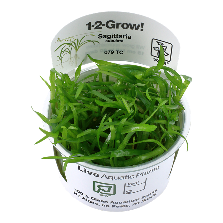 Sagittaria subulata - Tropica 1-2 Grow