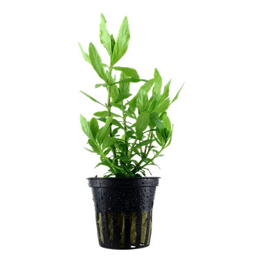 Hygrophila polysperma - Aquadip Bunched Plants