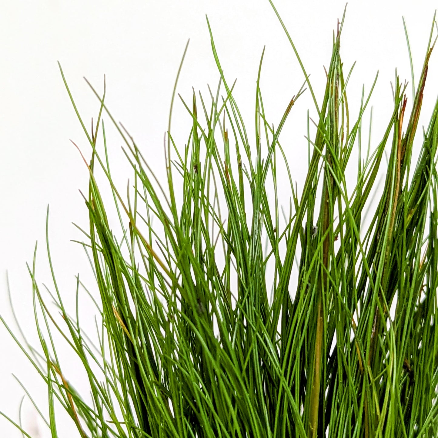 Eleocharis Parvula Dwarf Hairgrass 5cm Pot
