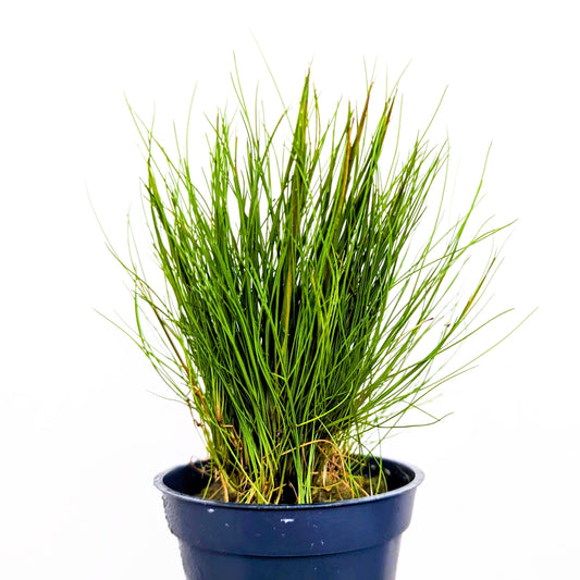 Eleocharis Parvula Dwarf Hairgrass 5cm Pot