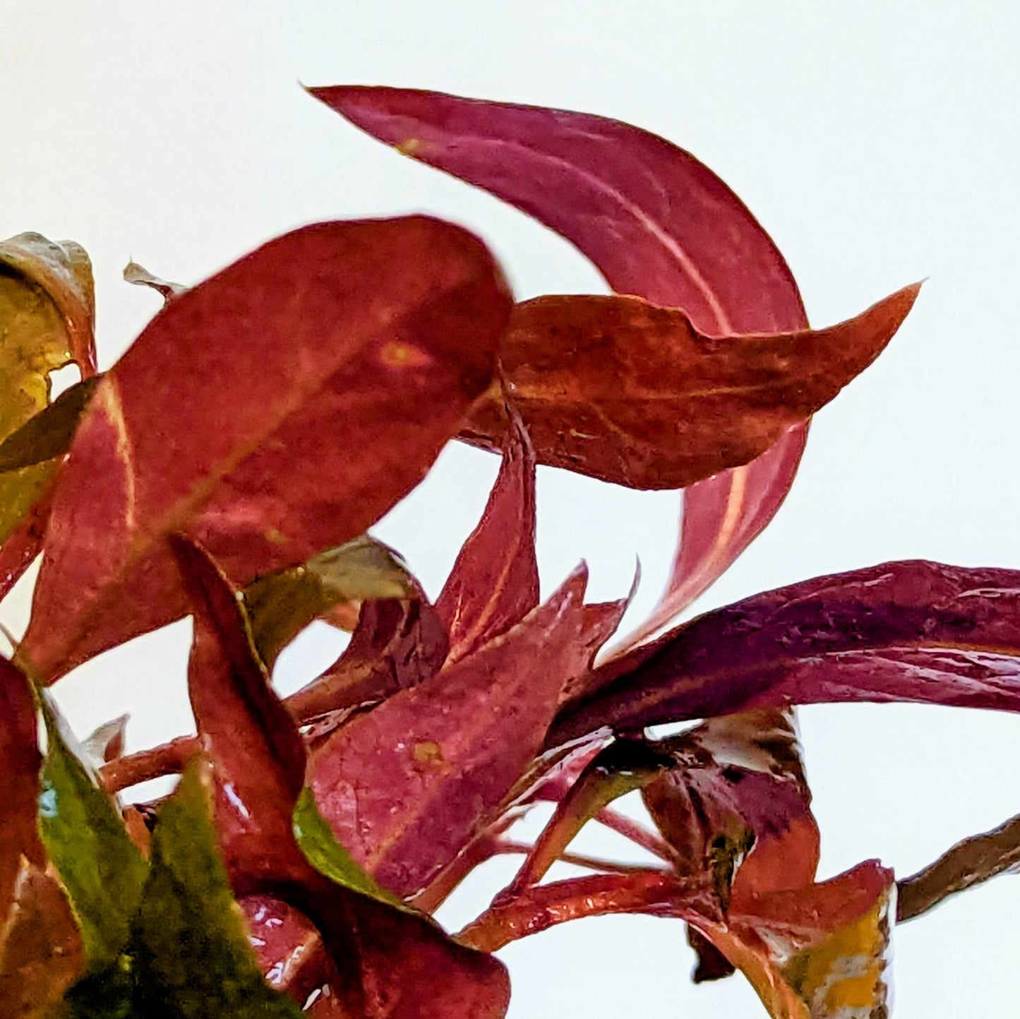 Alternanthera Rosaefolia 5cm Pot
