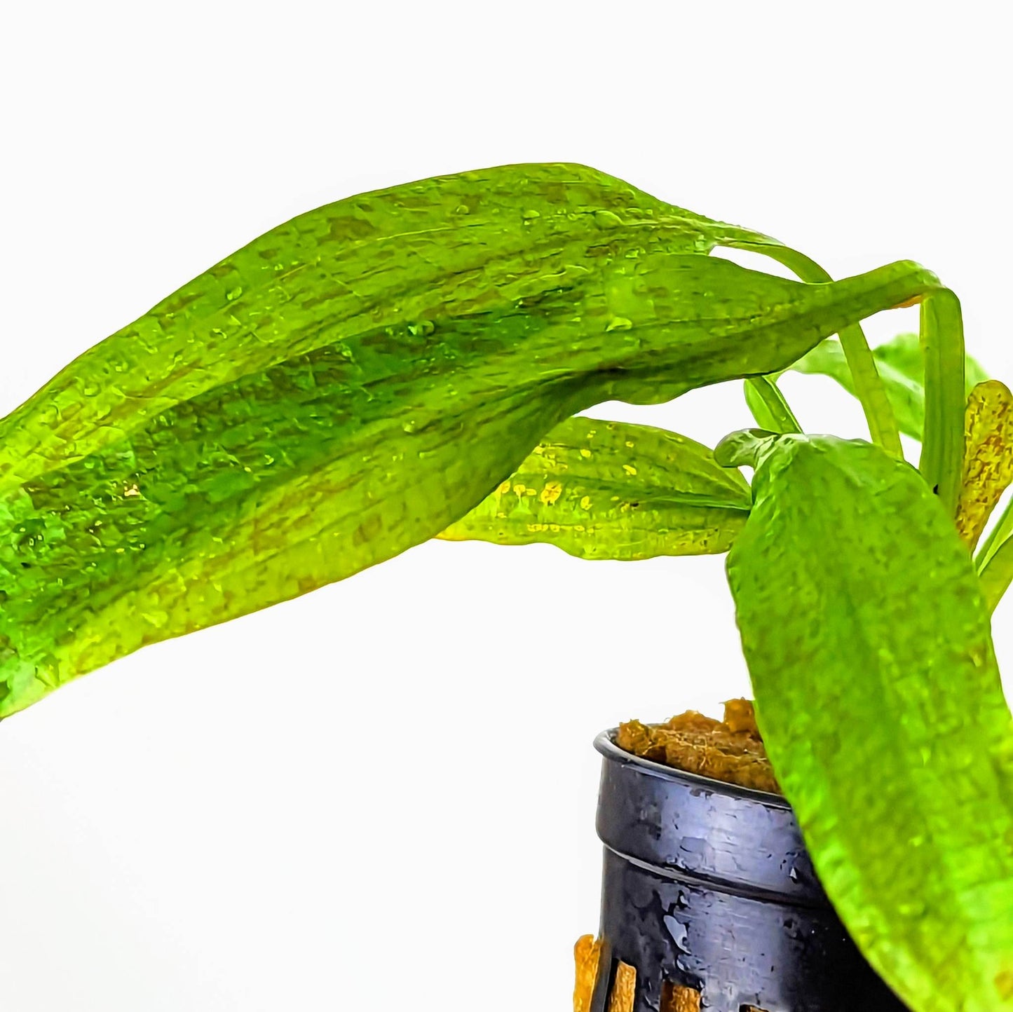 Amazon Sword - Echinodorus Ozelot Leopard Green - Aquadip