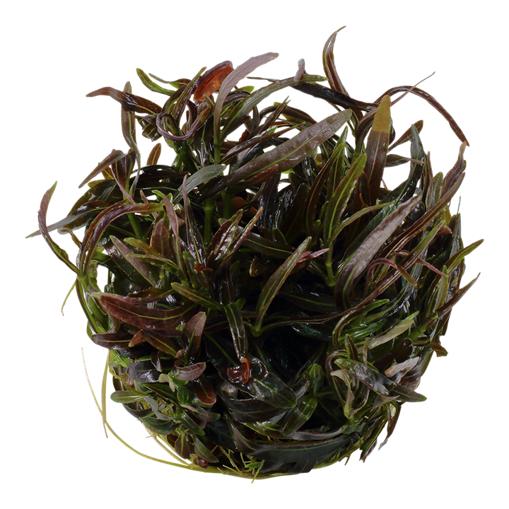 Hygrophila Lancea 'Araguaia' - Tropica 1-2 Grow