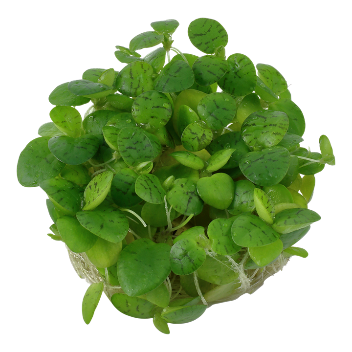 Frogbit - Limnobium Laevigatum - Tropica 1-2 Grow