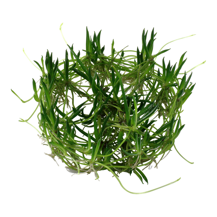 Littorella Uniflora - Tropica 1-2 Grow