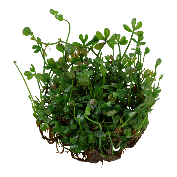Marsilea Crenata - Tropica 1-2 Grow