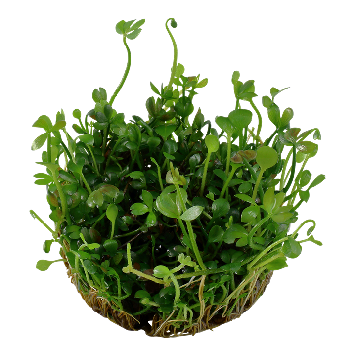 Marsilea Hirsuta - Tropica 1-2 Grow
