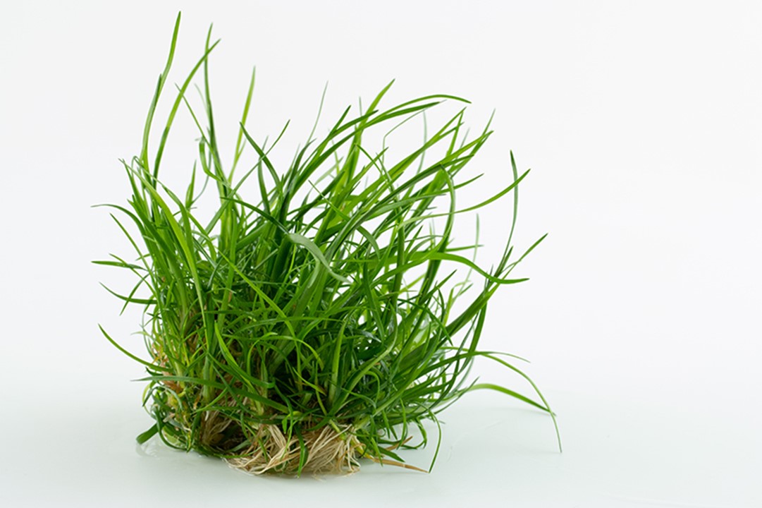 Eriocaulon 'Vietnam'