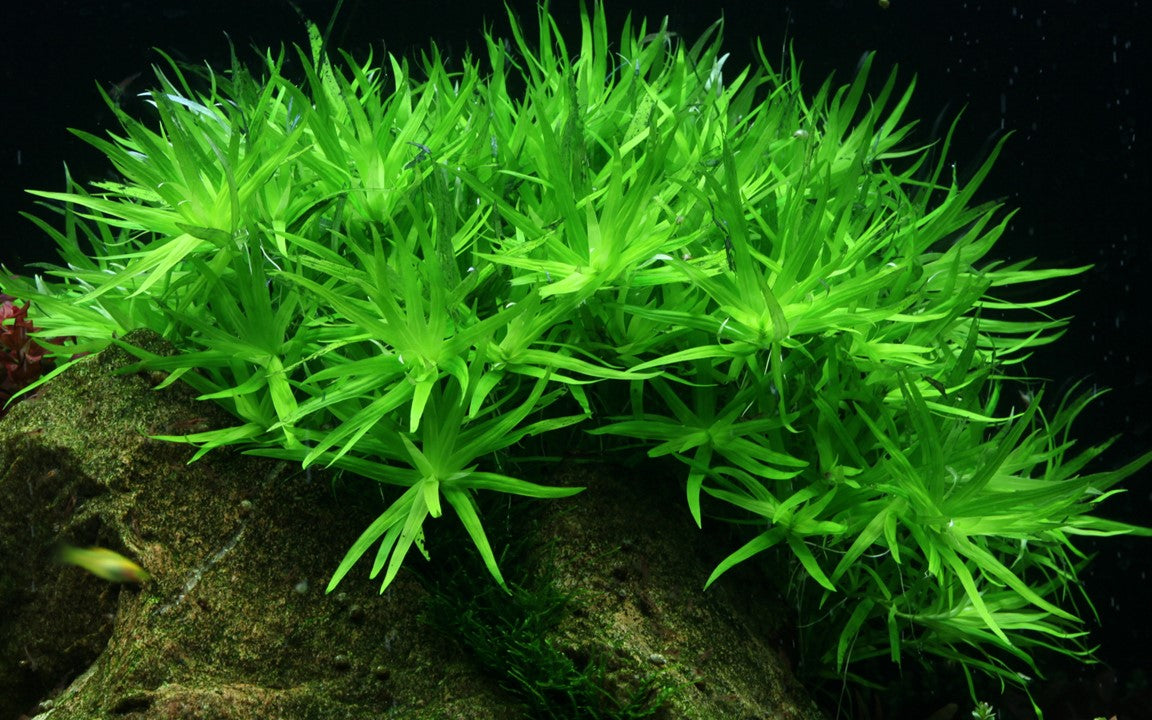 Heteranthera Zosterifolia - Tropica 1-2 Grow