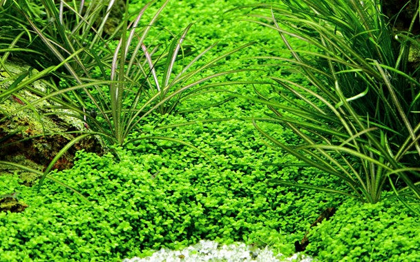Dwarf Baby Tears - Hemianthus callitrichoides 'Cuba' - Tropica 1-2-Grow