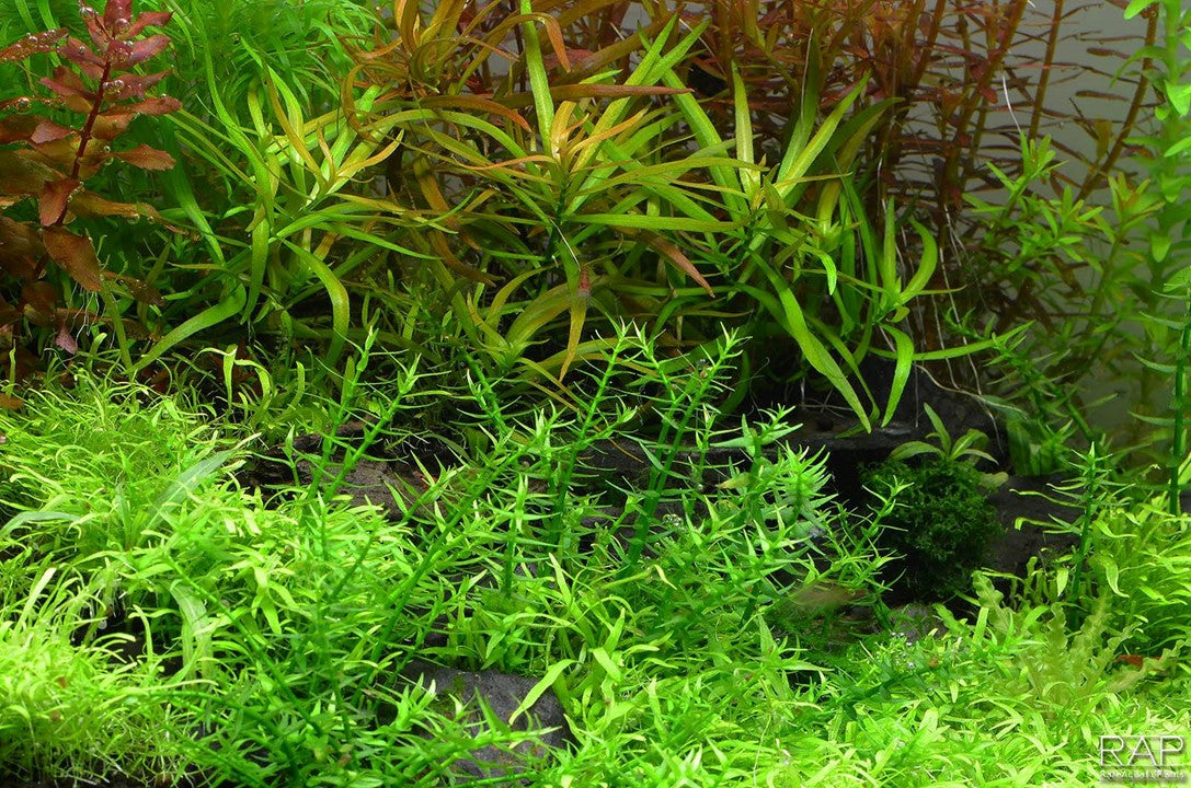 Gratiola Viscidula - Tropica 1-2 Grow